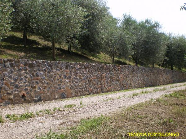 Collina degli olivi Bio