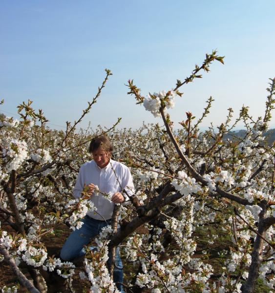 Controllo fioritura ciliegie Bigareaux I.G.P. di Marostica