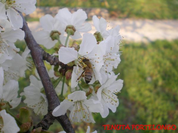 Impollinazione dei Fiori di  ciliegie Durone I.G.P. di Marostica con api insediate e presenti naturalmente nella Tenuta