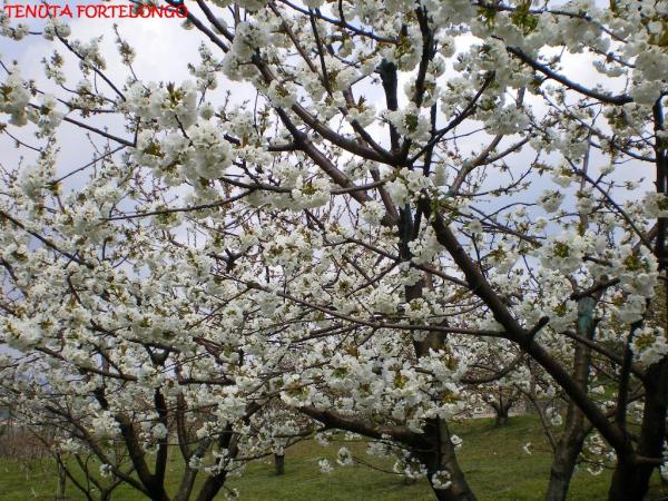 Piena fioritura ciliegie Durone Bio I.G.P. di Marostica