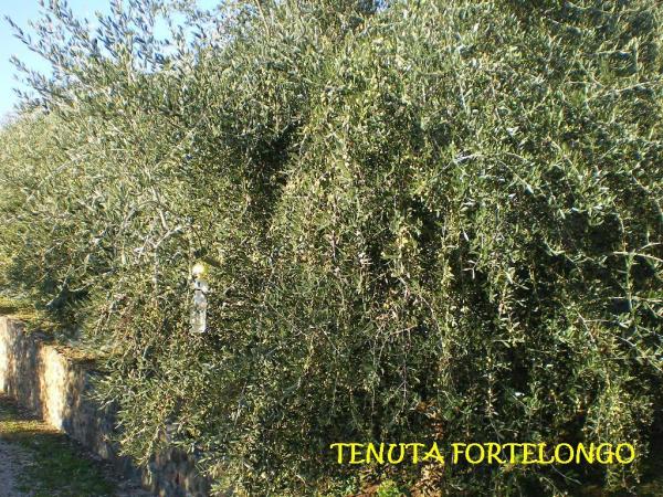 Olivi Bio in varietà Frantoio
