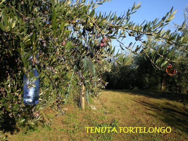 Olivi Bio in varietà mista Bianchera Frantoio   Grignano Leccino Maurino Moraiolo Pendolino